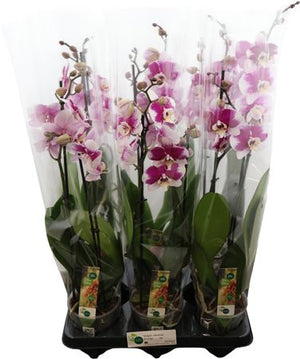 Barcelona Phalaenopsis Orchid – 12cm Pot, 65cm High