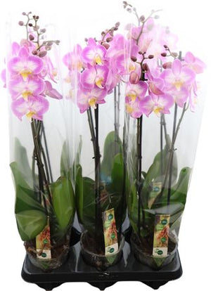 White Phalaenopsis Orchid – 2 Stem, 12cm Pot
