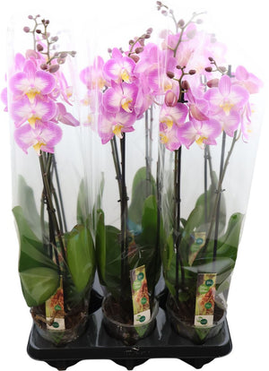 White Phalaenopsis Orchid – 2 Stem, 12cm Pot