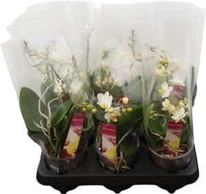 White Phalaenopsis Orchid – 3 Stem, 12cm Pot