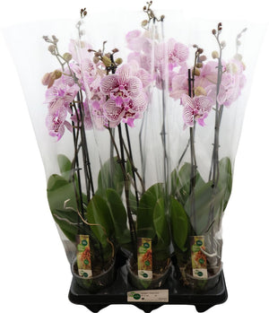 Pink Phalaenopsis Orchid – 12cm Pot, 75cm Height