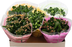 Double-Flowered Kalanchoe Mix – 23cm Pot