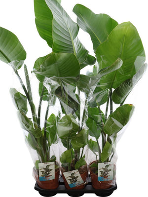 Bird of Paradise Plant (Strelitzia nicolai) – 19cm Pot