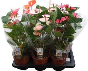 Mixed Anthurium Houseplant – 17cm Pot, 55cm High