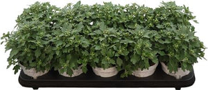 White Silver Ajania (Ajania pacifica) – 12cm Pot