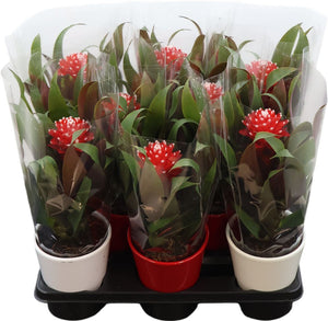 Guzmania 'Priscilla' Red and White – 10.5cm Pot