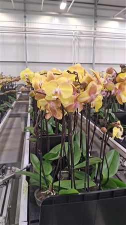 Purple Phalaenopsis Orchid – 2 Stem, 12cm Pot