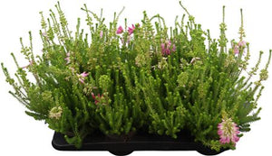 Winter-Flowering Erica (Erica verticillata) – 13cm Pot