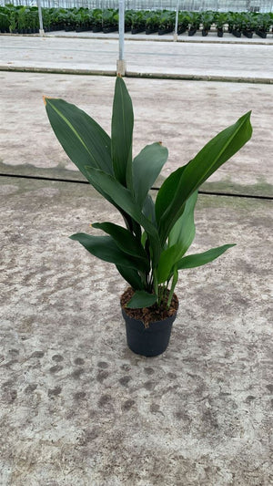 Cast Iron Plant (Aspidistra elatior) – 17cm Pot
