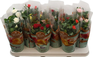 Mixed Rose Plant (Rosa) – 10.5cm Pot