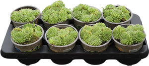 Sempervivum Houseleek – 13cm Pot