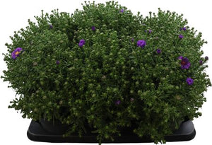 Blue Aster ‘Lapis’ – 17cm Pot, Approx. 40cm High