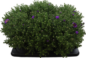 Blue Aster ‘Lapis’ – 17cm Pot, Approx. 40cm High