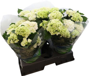 White Hydrangea macrophylla – 15cm Pot