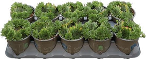 Sempervivum Houseleek – 12cm Pot