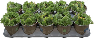 Sempervivum Houseleek – 12cm Pot