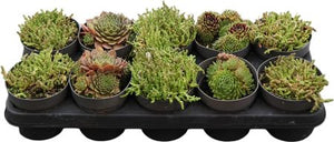 Sedum ‘Gem’ – 12cm Pot, Approx. 15cm High