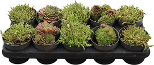 Sedum ‘Gem’ – 12cm Pot, Approx. 15cm High