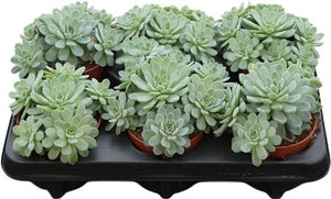 Echeveria elegans Succulent – 11cm Pot