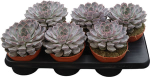 Grey Echeveria Succulent – 15cm Pot