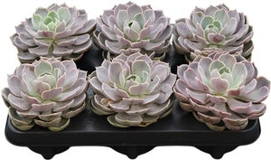 Echeveria Lotus Succulent – 8.5cm Pot