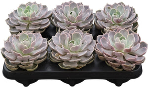 Echeveria Lotus Succulent – 8.5cm Pot