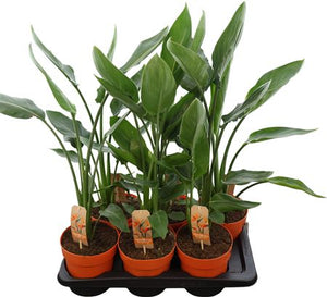 Bird of Paradise Plant (Strelitzia reginae) – 17cm Pot