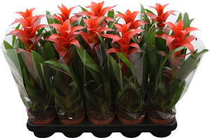 Red Guzmania Bromeliad – 12cm Pot, 45cm High