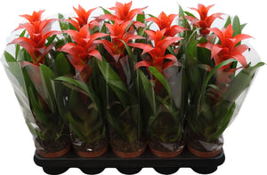 Red Guzmania Bromeliad – 12cm Pot, 45cm High