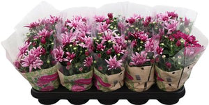 Purple Chrysanthemum ‘Jeff’ – 12cm Pot