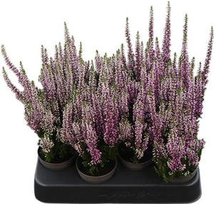 Calluna vulgaris Heather – 6.5cm Pot