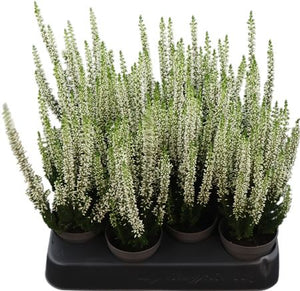 Calluna vulgaris Heather Plant – 6.5cm Pot