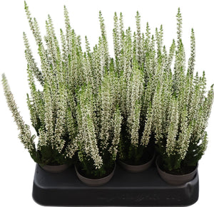Calluna vulgaris Heather Plant – 6.5cm Pot