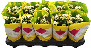 Kalanchoe ‘Special Mosaic’ – 10.5cm Pot