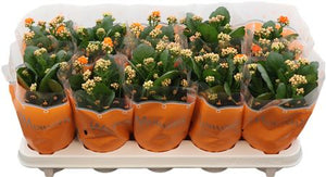 Orange Double Kalanchoe – 10.5cm Pot