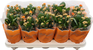 Orange Double Kalanchoe – 10.5cm Pot