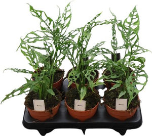 Monstera Peru (Monstera karstenianum) – 12cm Pot