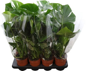Swiss Cheese Plant (Monstera deliciosa) – 14cm Pot