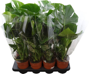 Swiss Cheese Plant (Monstera deliciosa) – 14cm Pot