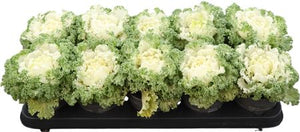 Curly White Ornamental Brassica – 12cm Pot