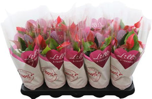 Red Anthurium (Anthurium) – 10.5cm Pot