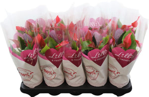 Red Anthurium (Anthurium) – 10.5cm Pot