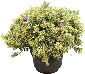 Variegated Hebe Shrub – 29cm Pot, 45cm High