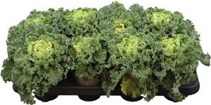 Brassica Mix Ornamental Garden Plant – 12cm Pot
