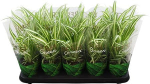 Chlorophytum comosum 'Vittatum' Spider Plant – 12cm Pot