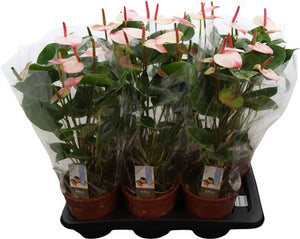 Anthurium 'Amalia Elegance' – 17cm Pot, 55cm High