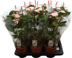 Anthurium 'Amalia Elegance' – 17cm Pot, 55cm High