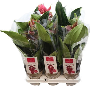 Medinilla Dolce Rossa Pink Flowering Plant – 14cm Pot