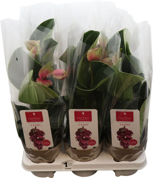 Medinilla Candy Flowering Houseplant – 14cm Pot