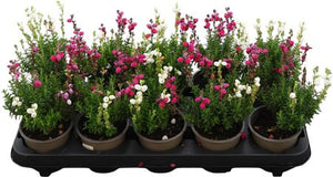 Irish Heath (Daboecia cantabrica) – 10cm Pot